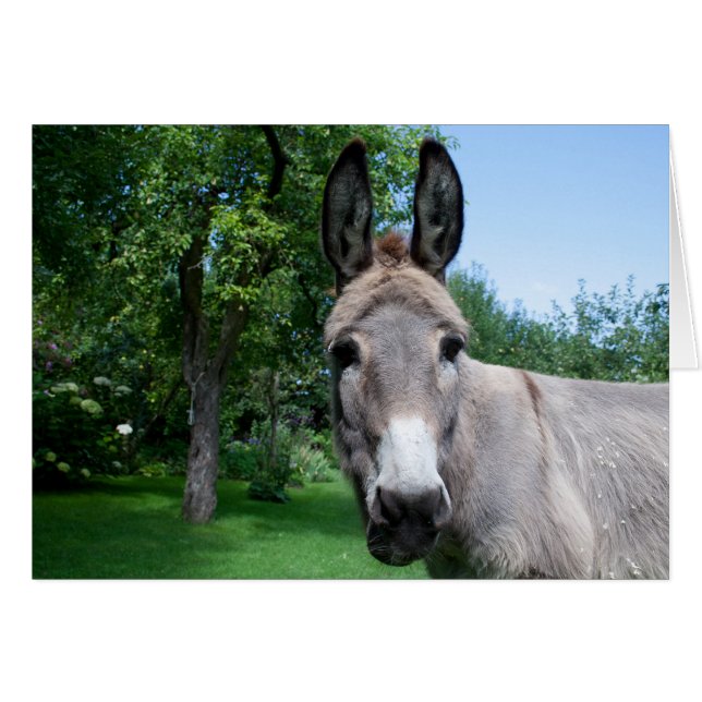 Schönes Donkey-Portrait (Vorderseite (Horizontal))