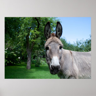 Schönes Donkey-Portrait Poster