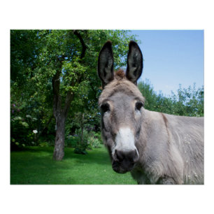 Schönes Donkey-Portrait Poster