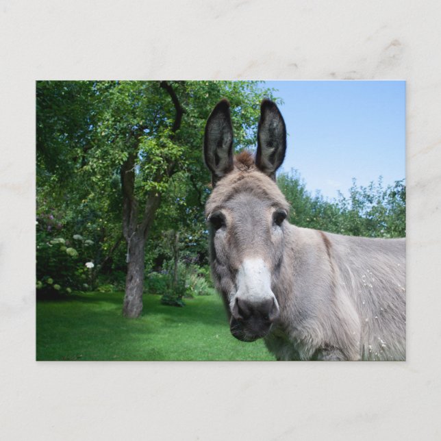 Schönes Donkey-Portrait Postkarte (Vorderseite)