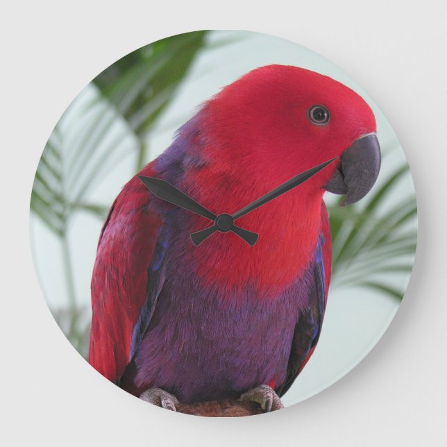 Schönes Eclectus-Papagei-Haustier Große Wanduhr (Vorderseite)