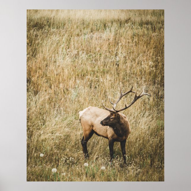 SCHÖNES ELK DEIN POSTER (Vorne)