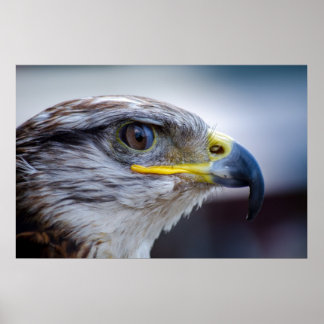 Schönes Falkenportrait Poster