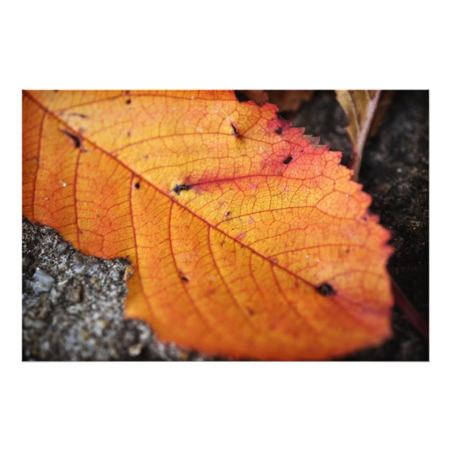 Schönes Fall Leaf Fotodruck (Vorne)