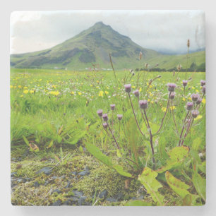 Schönes Feld der Blume Stone Untersetzer