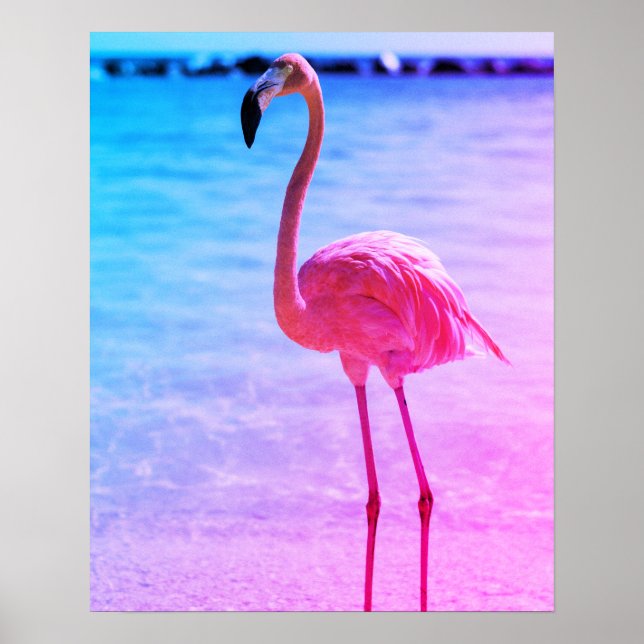 Schönes Flamingo im Wasser am Strand Poster (Vorne)