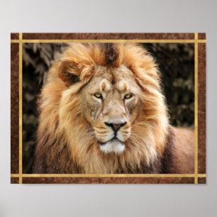Schönes Foto Lion Face Poster