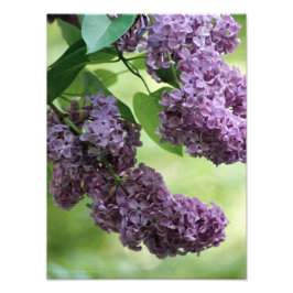 Schönes FrühlingsFoto Fotodruck