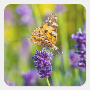 Schönes Fütternd Butterfly-Sticker-Set Quadratischer Aufkleber