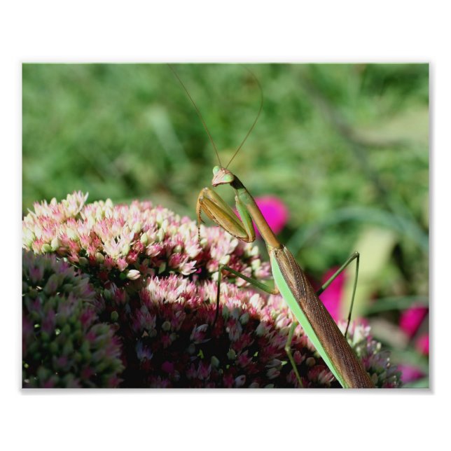 Schönes Gebet Mantis Insekt 10x8 Natur Fotodruck (Vorne)