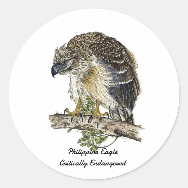 Schönes gefährdetes philippinisches Adlerwerk Runder Aufkleber (Vorderseite)