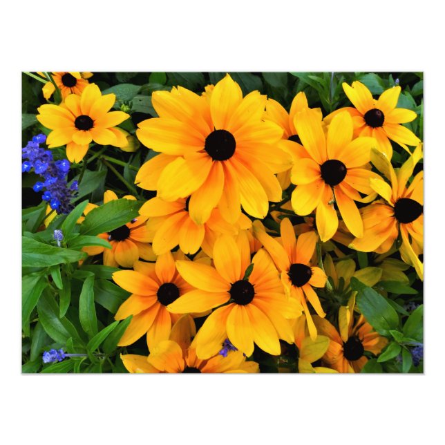 Schönes Gelbes Daisy-Foto Fotodruck (Vorne)