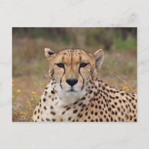 Schönes Geparden-Portrait Postkarte