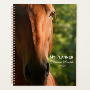 Schönes gepflegtes Pferd Planer