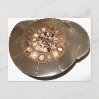 Schönes geteiltes Dactylioceras-Mammnite Fossil Postkarte