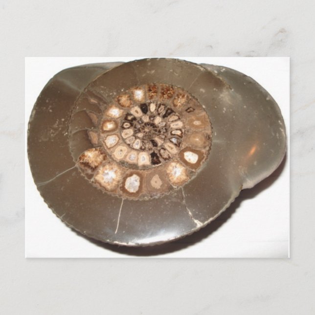 Schönes geteiltes Dactylioceras-Mammnite Fossil Postkarte (Vorderseite)