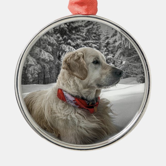 Schönes golden retriever im Schnee Silbernes Ornament (Vorne)