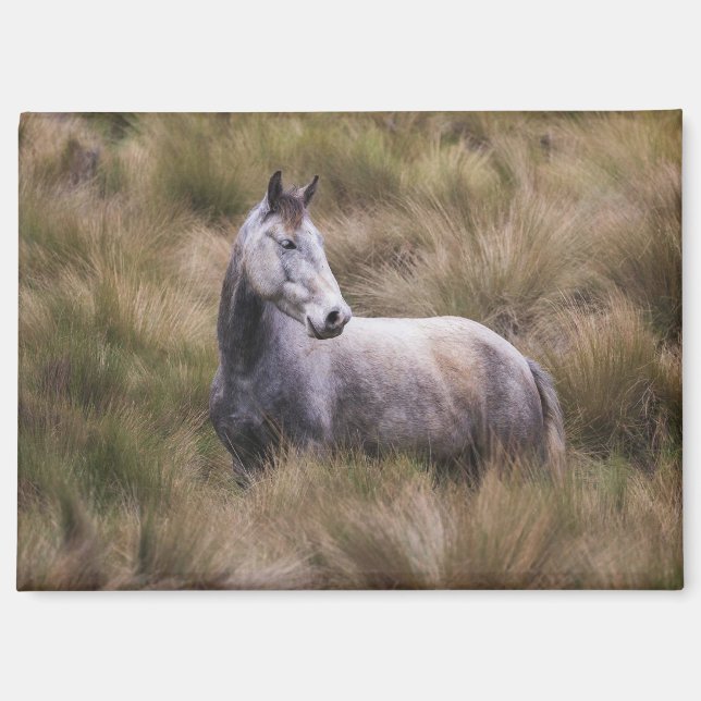 Schönes graues, farbiges Pferd Magnet (Vorderseite)