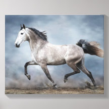 Schönes graues Pferd Dramatischer Himmel Sandy Lan