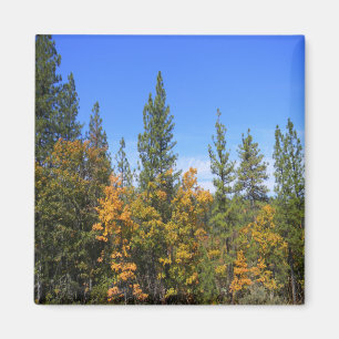 Schönes Hayfork, Kalifornien... Magnet