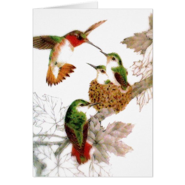 Schönes Hummingbirds Foto (Vorne)