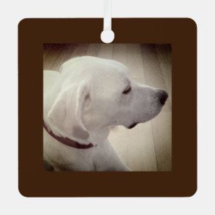 Schönes Hundsprofil Foto Dunkelbraun Rustikal Ornament Aus Metall