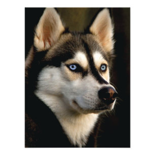 Schönes Husky Throw Kissen Fotodruck