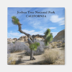 Schönes Joshua Tree Magnet! Magnet