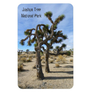 Schönes Joshua Tree Premium Magnet! Magnet