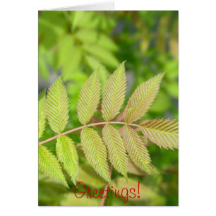 Schönes junges Grün-Blätter