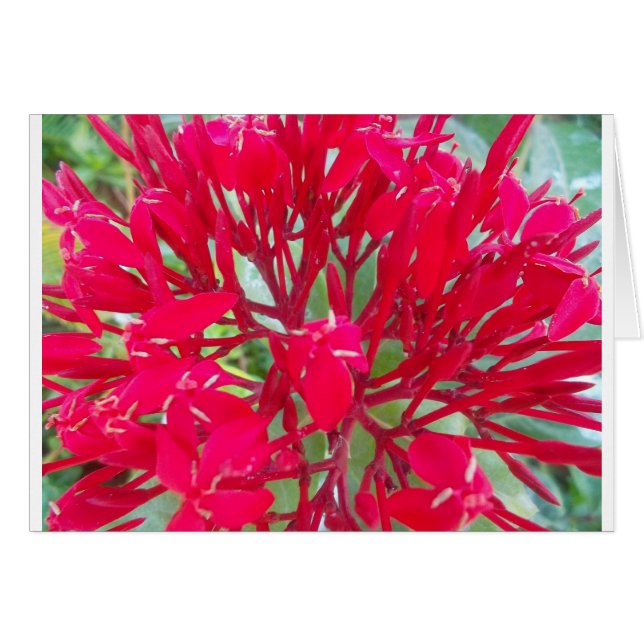 Schönes Kaleidoskop mit farbenfroher Rotmilch (Vorderseite (Horizontal))