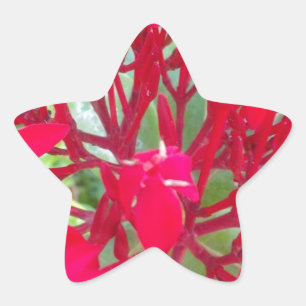 Schönes Kaleidoskop mit farbenfroher Rotmilch Stern-Aufkleber