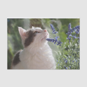 Schönes Kätzchen im Garten Seidenpapier