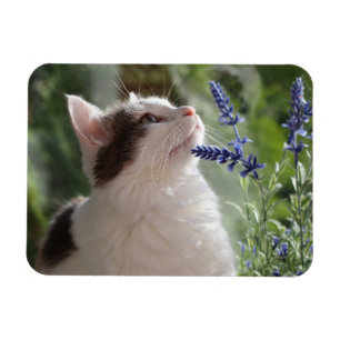 Schönes Kitten im Garten Magnet