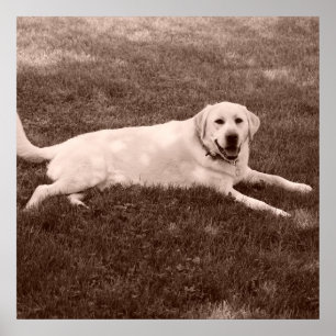 schönes Labrador Retriever Poster