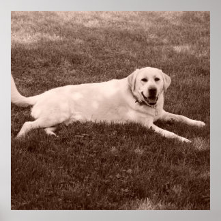 schönes Labrador Retriever Poster
