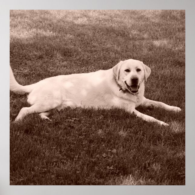 schönes Labrador Retriever Poster (Vorne)