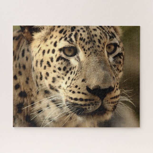 Schönes Leopard Portrait, Jigsaw Puzzle (Horizontal)
