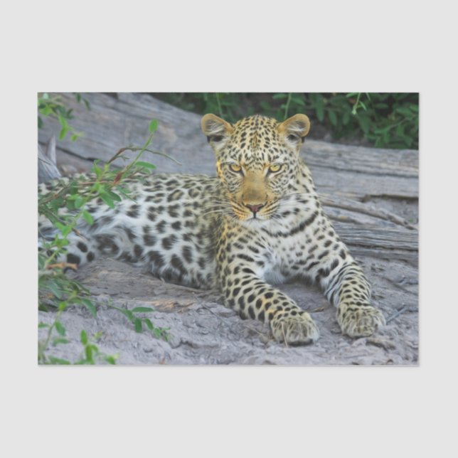 schönes Leopardenpapier Seidenpapier (Vorderseite)