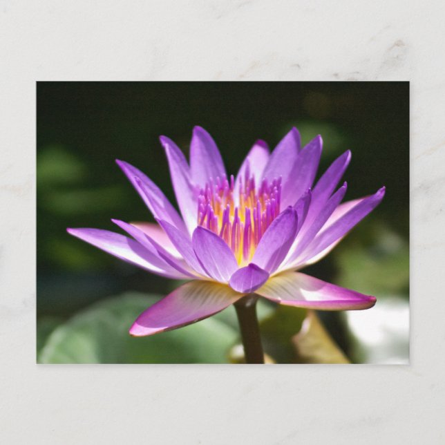 Schönes Lila und gelbes Lotus Blume Foto! Postkarte (Vorderseite)