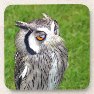 Schönes Little Owl Untersetzer