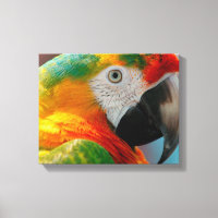 Schönes Macaw