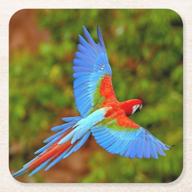 Schönes Macaw Untersetzer Set (Vorderseite)