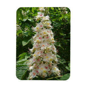 Schönes Magnet der Blume 3 "x4"