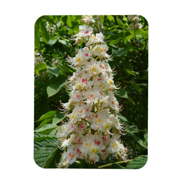 Schönes Magnet der Blume 3 "x4" (Vertikal)