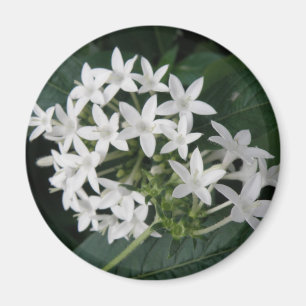 Schönes Magnet für tropische Blume