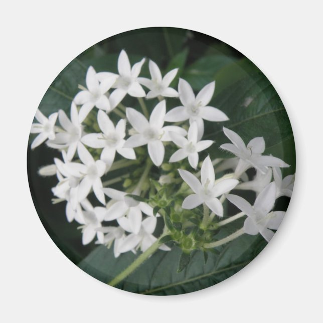 Schönes Magnet für tropische Blume (Vorne)