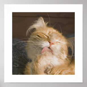 Schönes Maine Coon Cat Preening Foto Poster