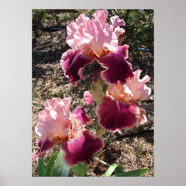 Schönes Maroon Dark Pink Flower Garden Poster (Vorne)