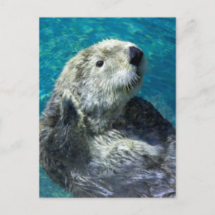 Schönes Meer Otter Niedliches blaues Wasser Postkarte